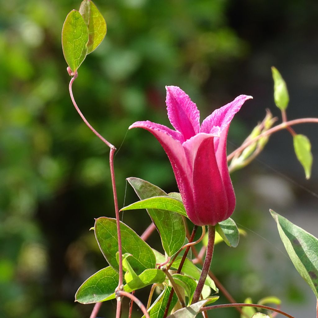 Clématite - Clematis texensis Princesse Diana