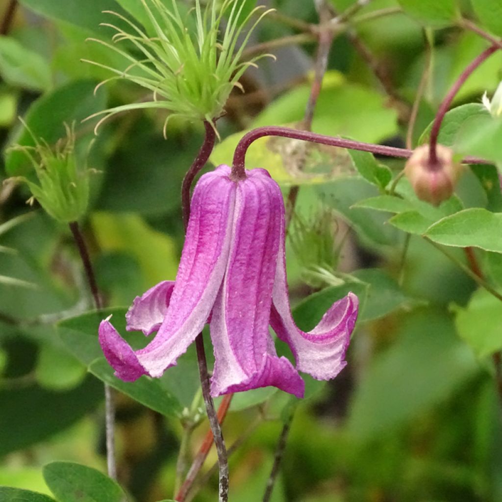 Clématite - Clematis viticella Queen Mother