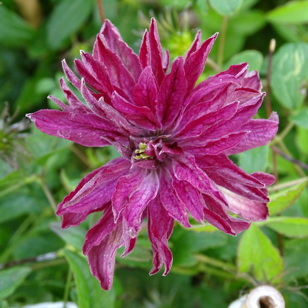 Clématite - Clematis viticella Rosalyn