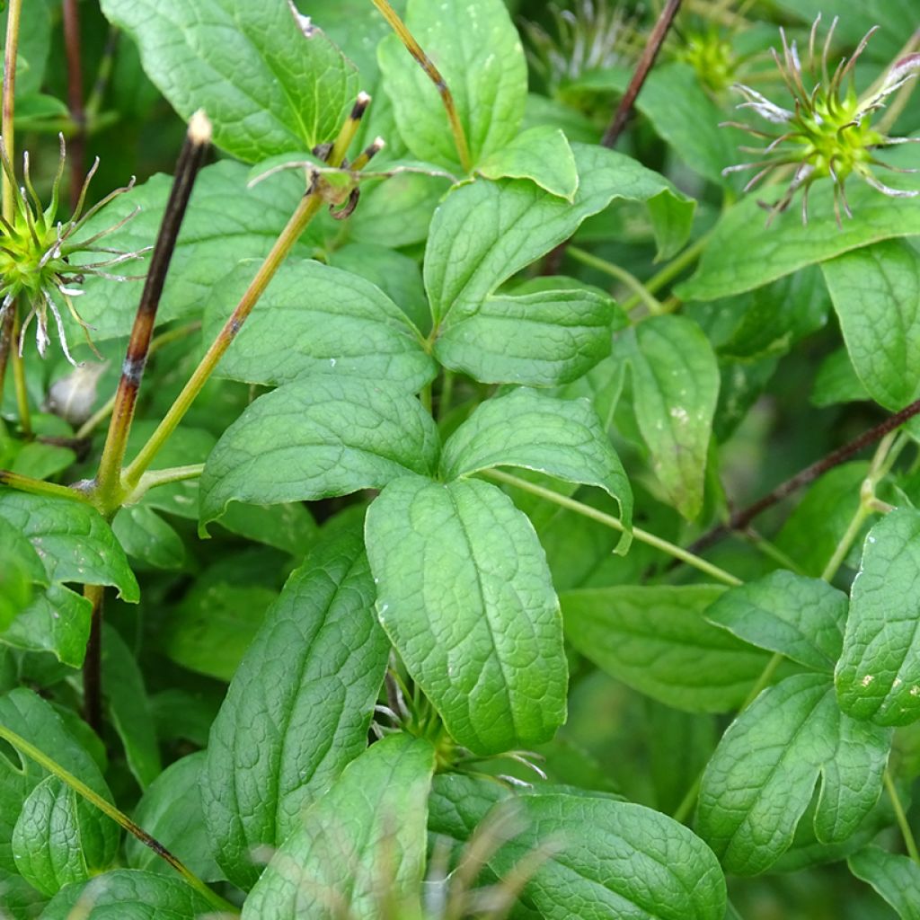 Clématite - Clematis viticella Rosalyn