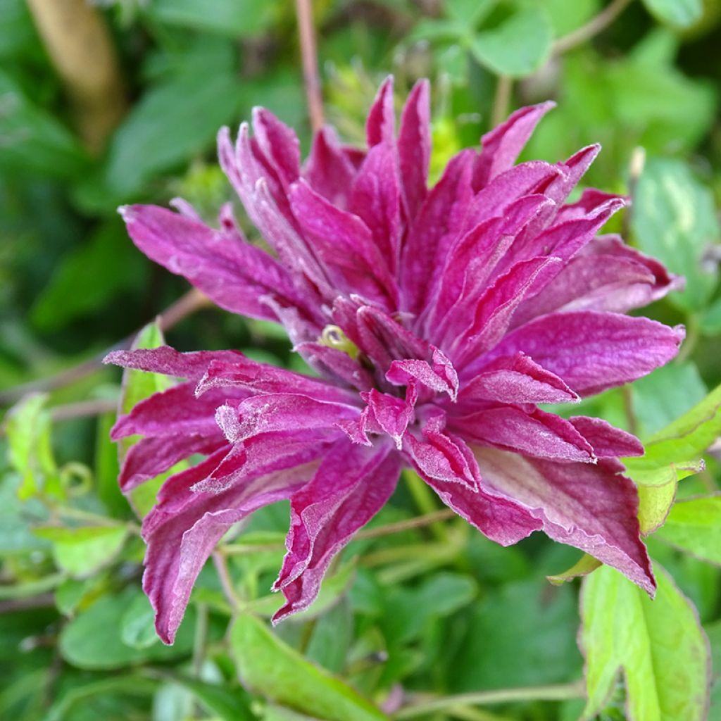 Clématite - Clematis viticella Rosalyn