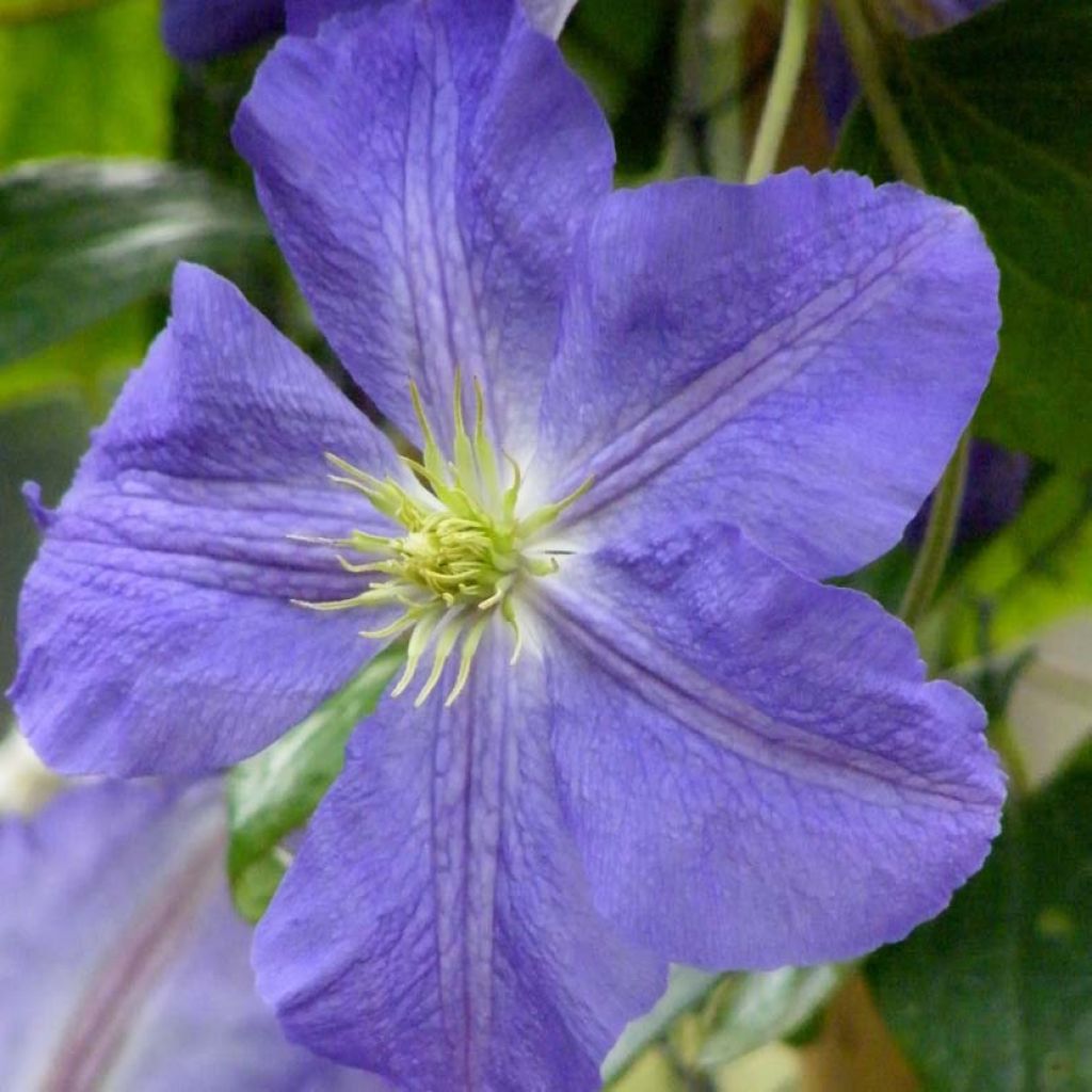 Clematite Jenny - Clematis