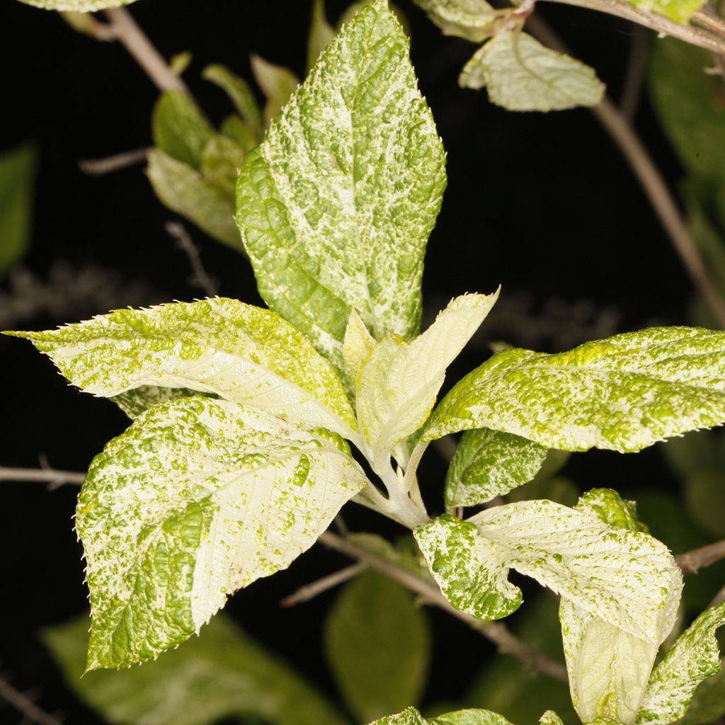Clethra alnifolia Creels Calico