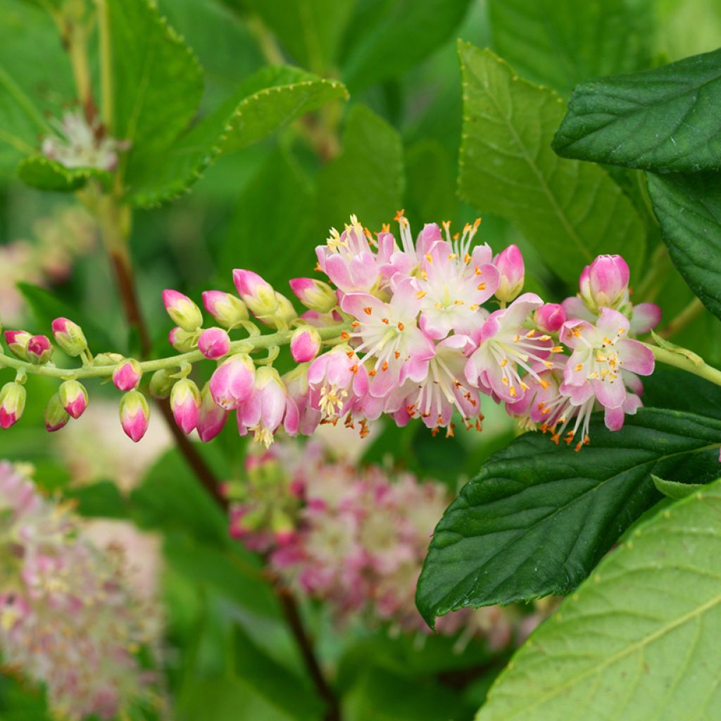 Clethra alnifolia Pink Spire - Cléthra à feuilles d'aulne