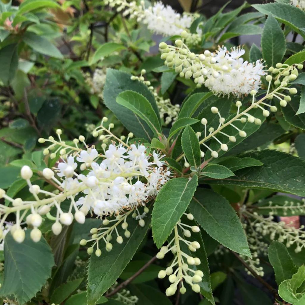 Clethra fargesii