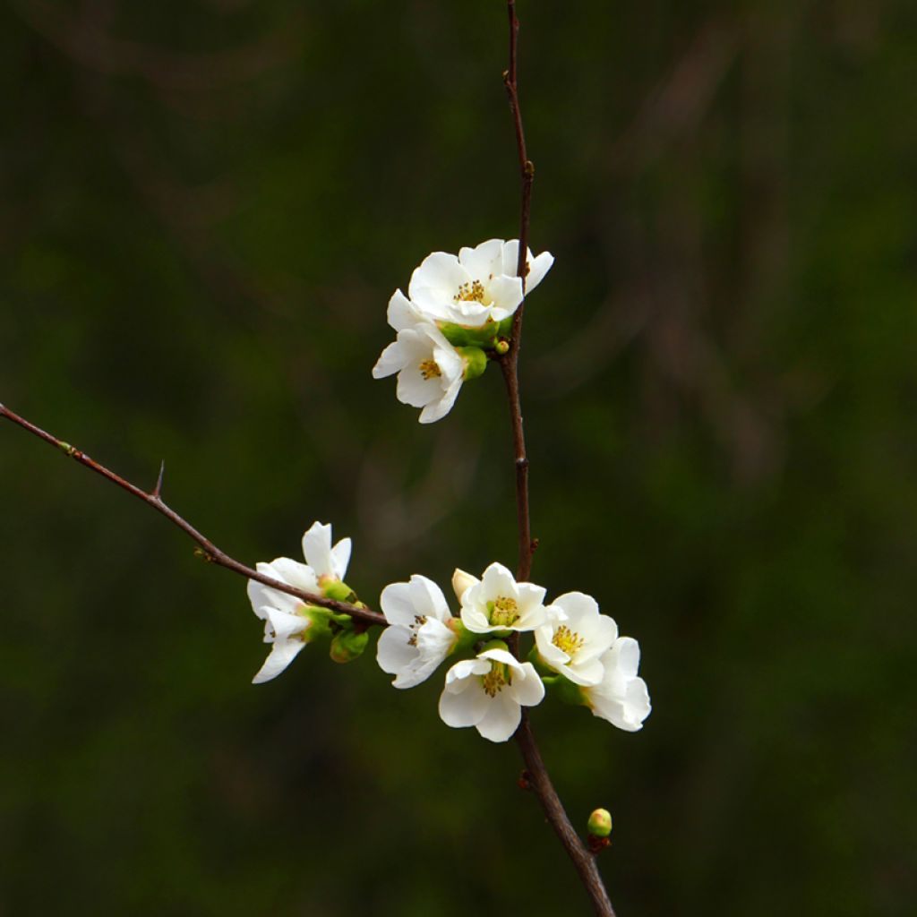 Cognassier du Japon Jet Trail - Chaenomeles superba 