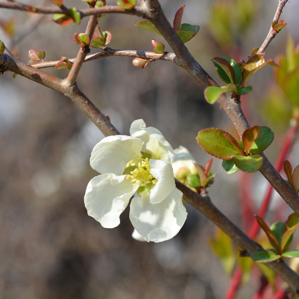 Cognassier du Japon Jet Trail - Chaenomeles superba 