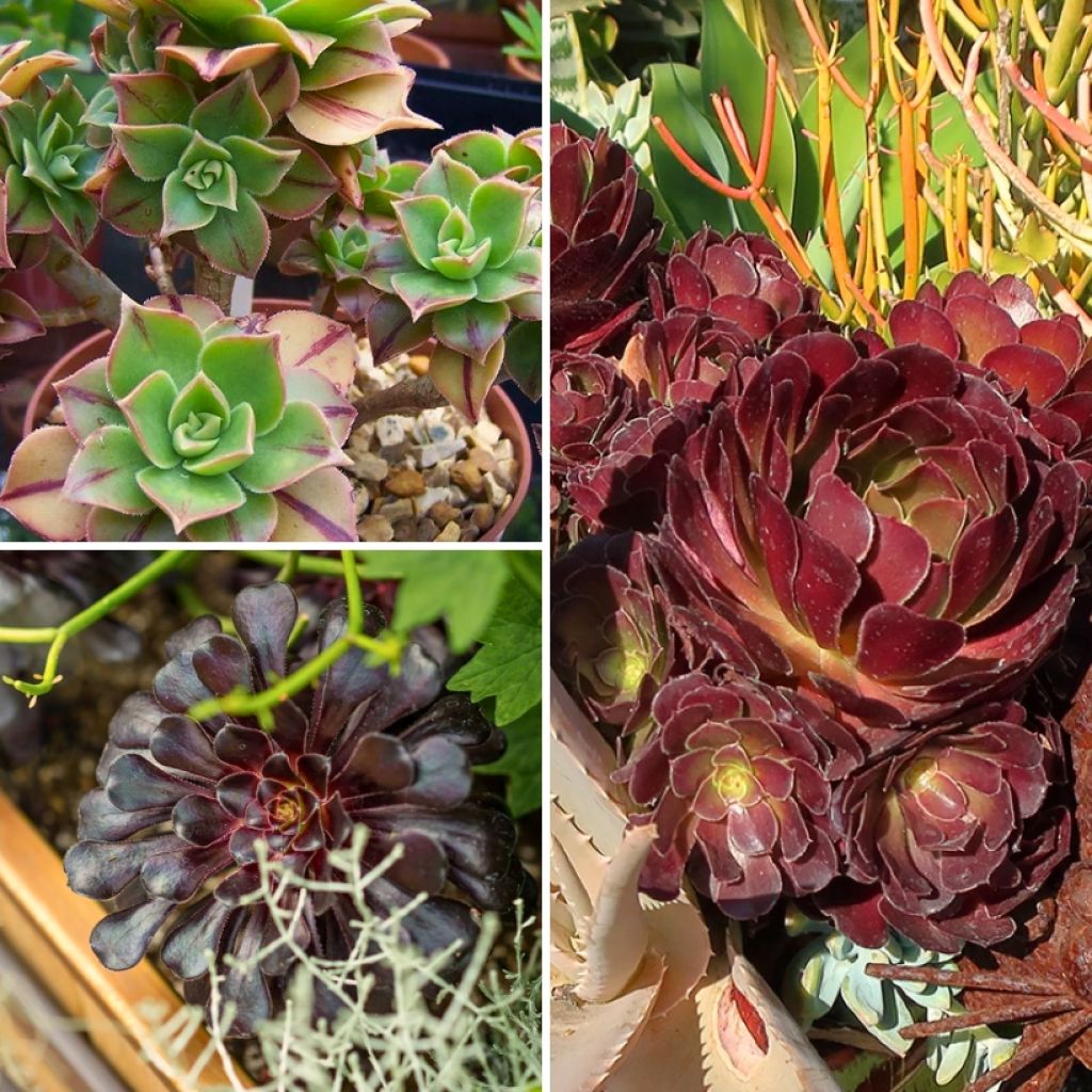 Collection Aeoniums