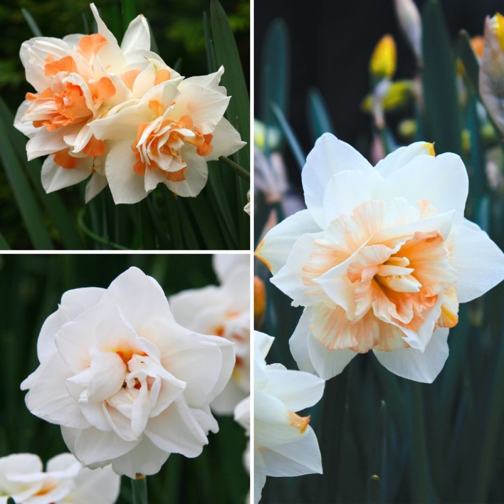 Collection Chambord - Narcisses à fleurs doubles blancs et saumon