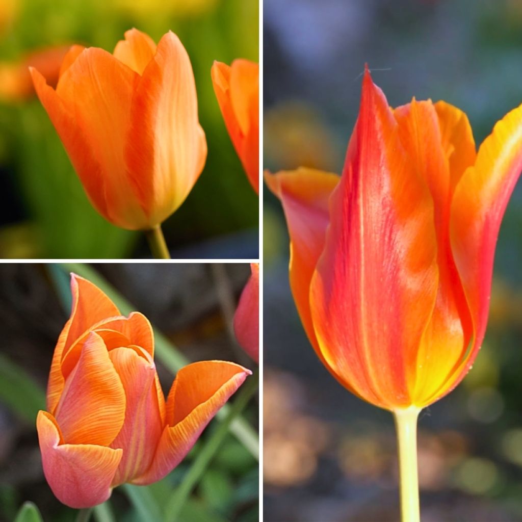 Collection Deux mois de Tulipes orange