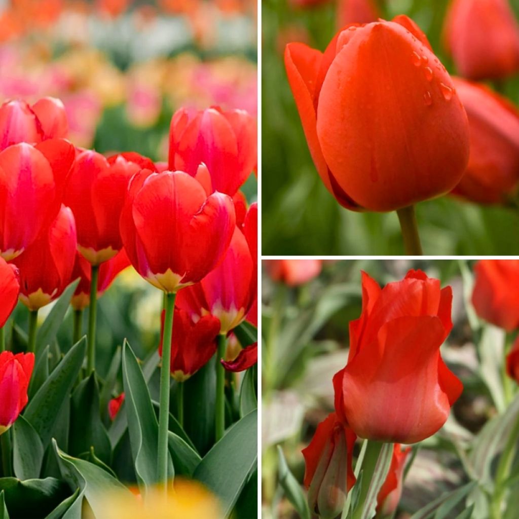 Collection Deux mois de Tulipes rouges