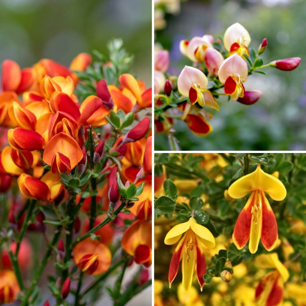 Collection Genets à balais - Cytisus scoparius