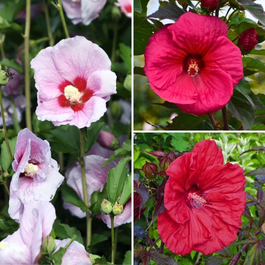 Collection Hibiscus des marais