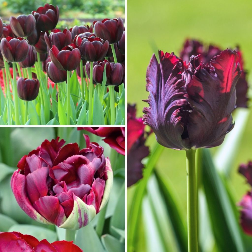 Collection Mystérieuses Tulipes noires