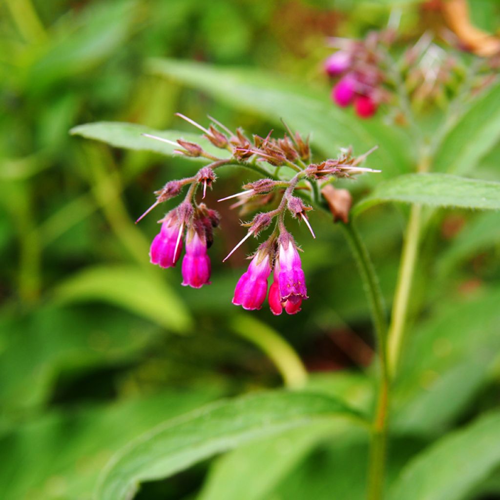 Consoude rouge  - Symphytum rubrum