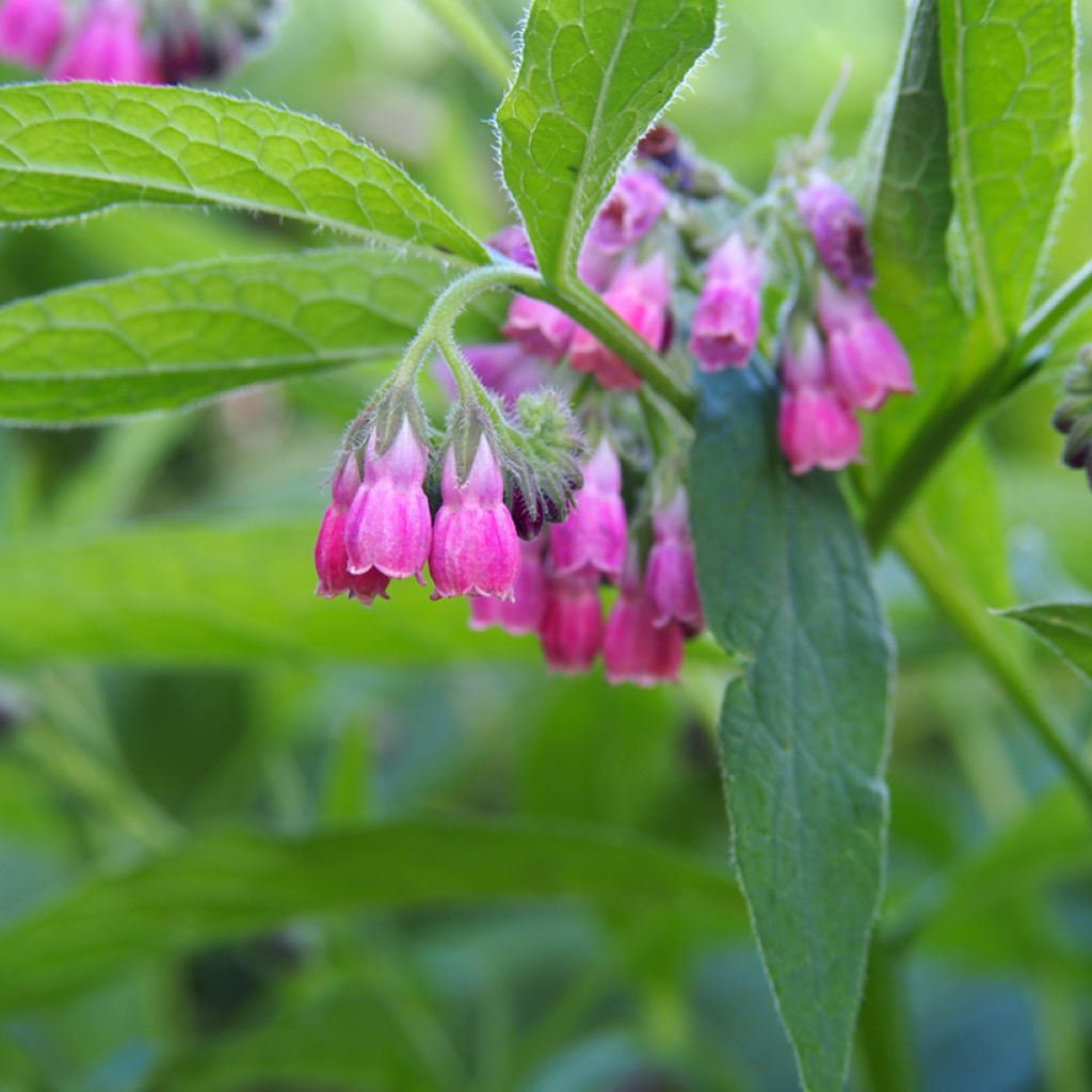 Consoude rouge  - Symphytum rubrum