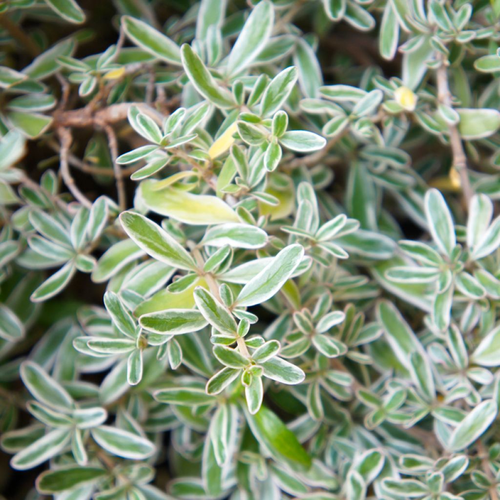 Coprosma x kirkii Variegata