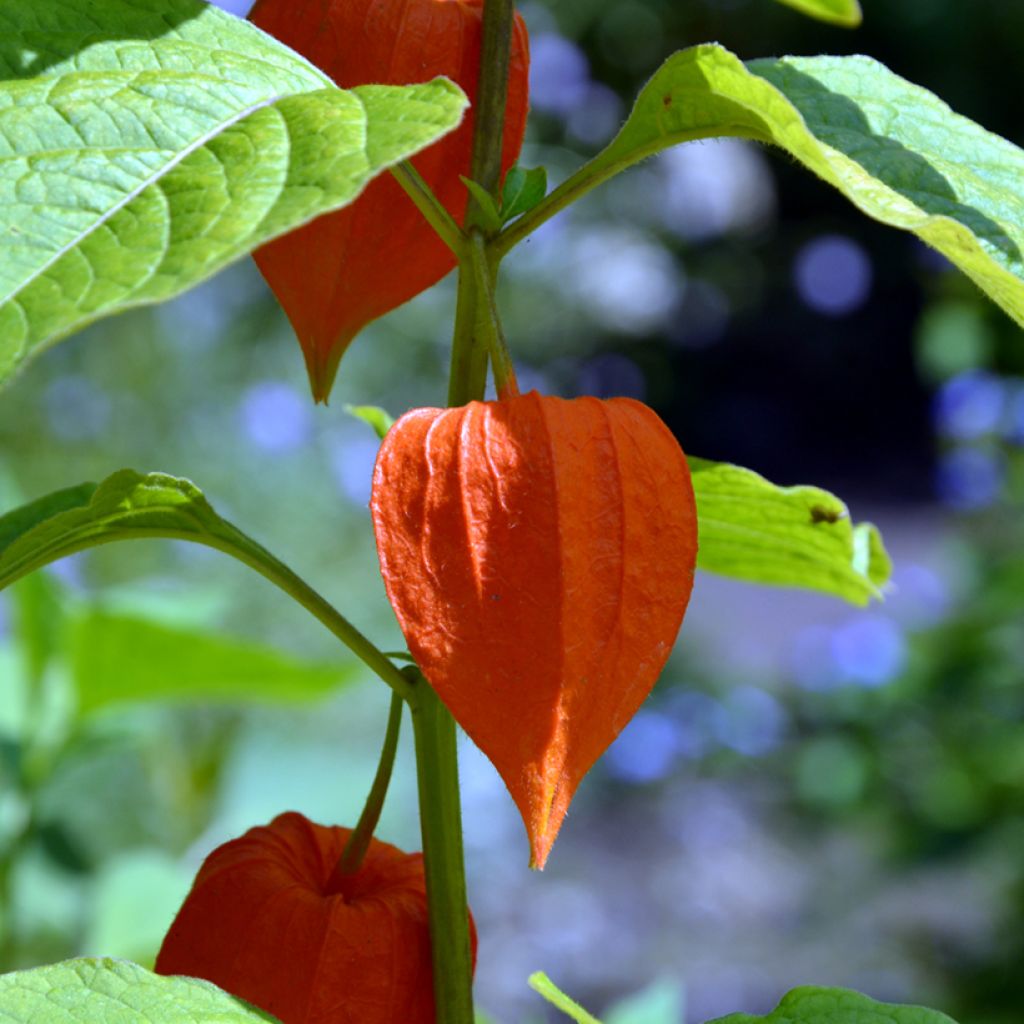 Coqueret du Pérou - Physalis edulis - Vilmorin