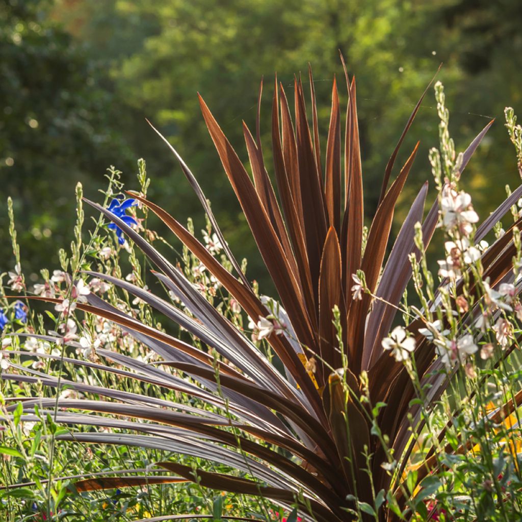 Cordyline australis Purpurea