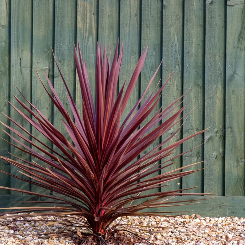 Cordyline australis Purpurea