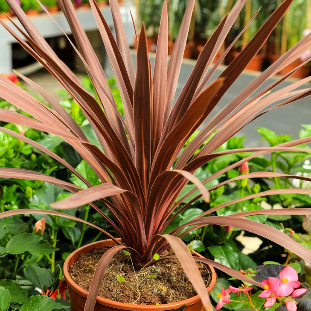 Cordyline australis Purpurea