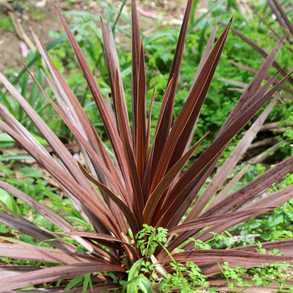 Cordyline australis Purpurea