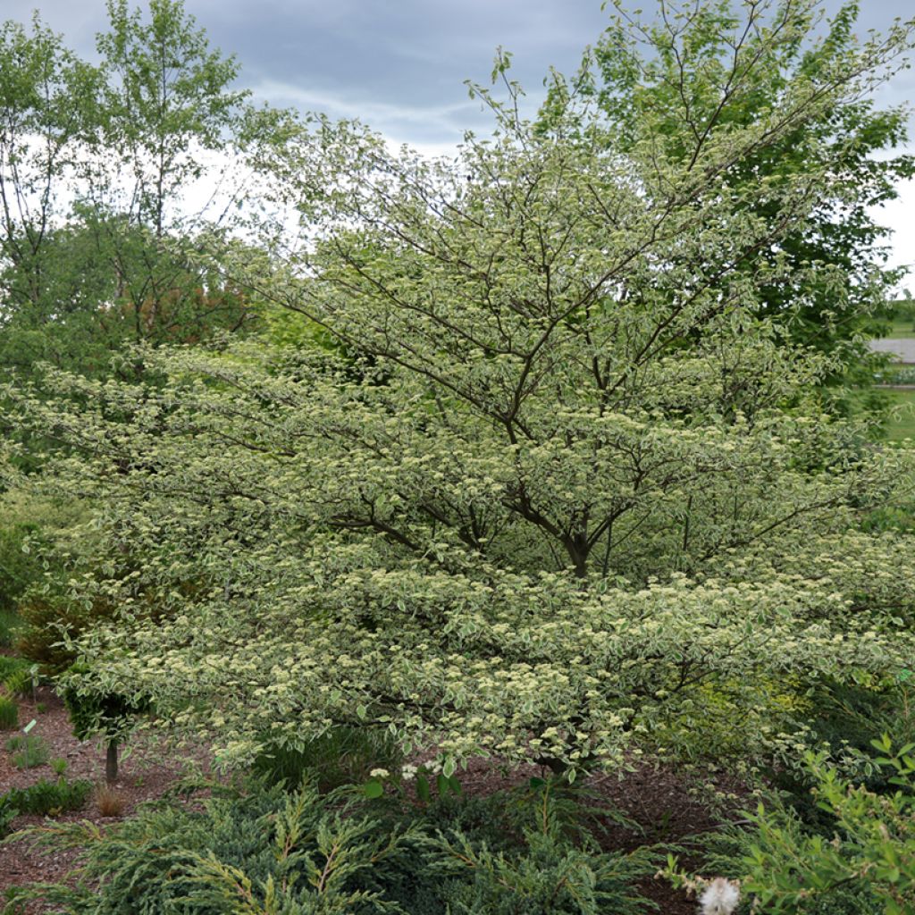 Cornus alternifolia Silver Giant - Cornouiller à feuilles alternes