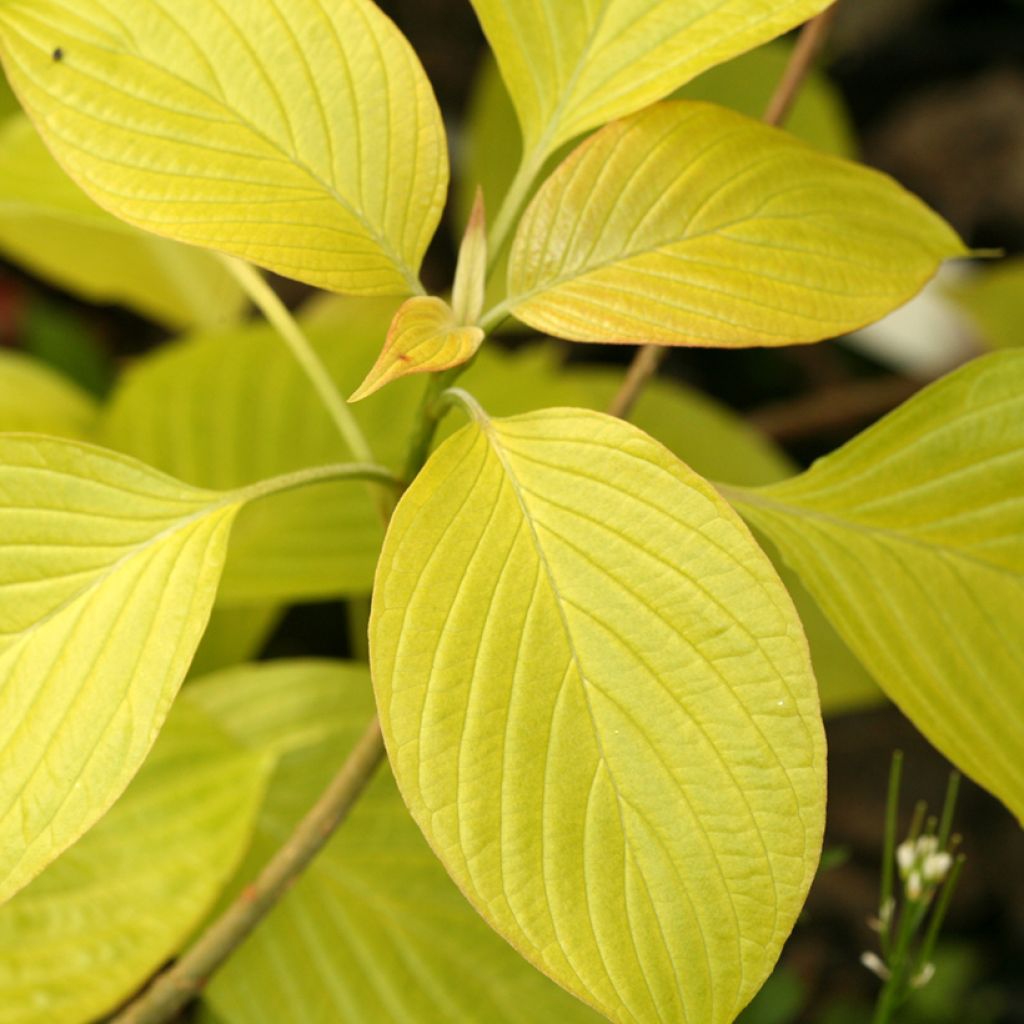 Cornus controversa Candlelight - Cornouiller des Pagodes