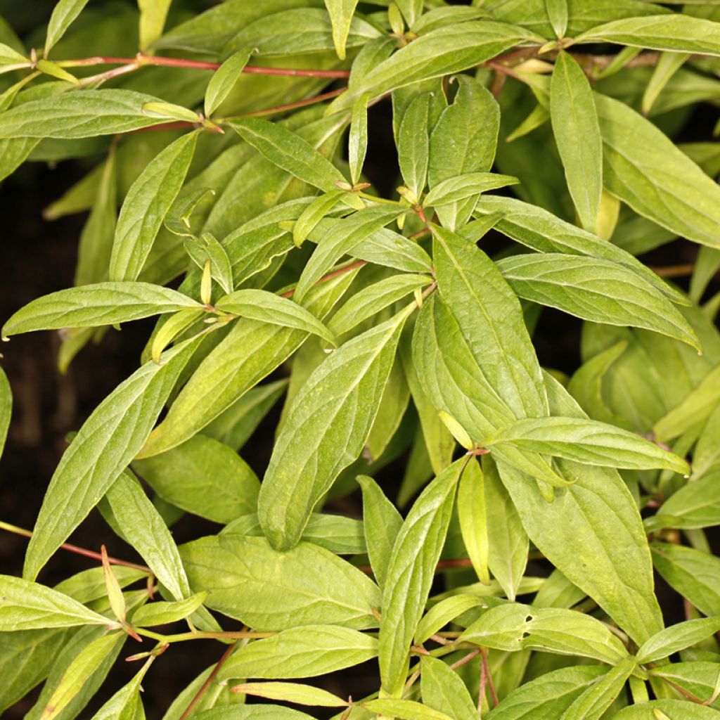 Cornus controversa Laska - Cornouiller des Pagodes