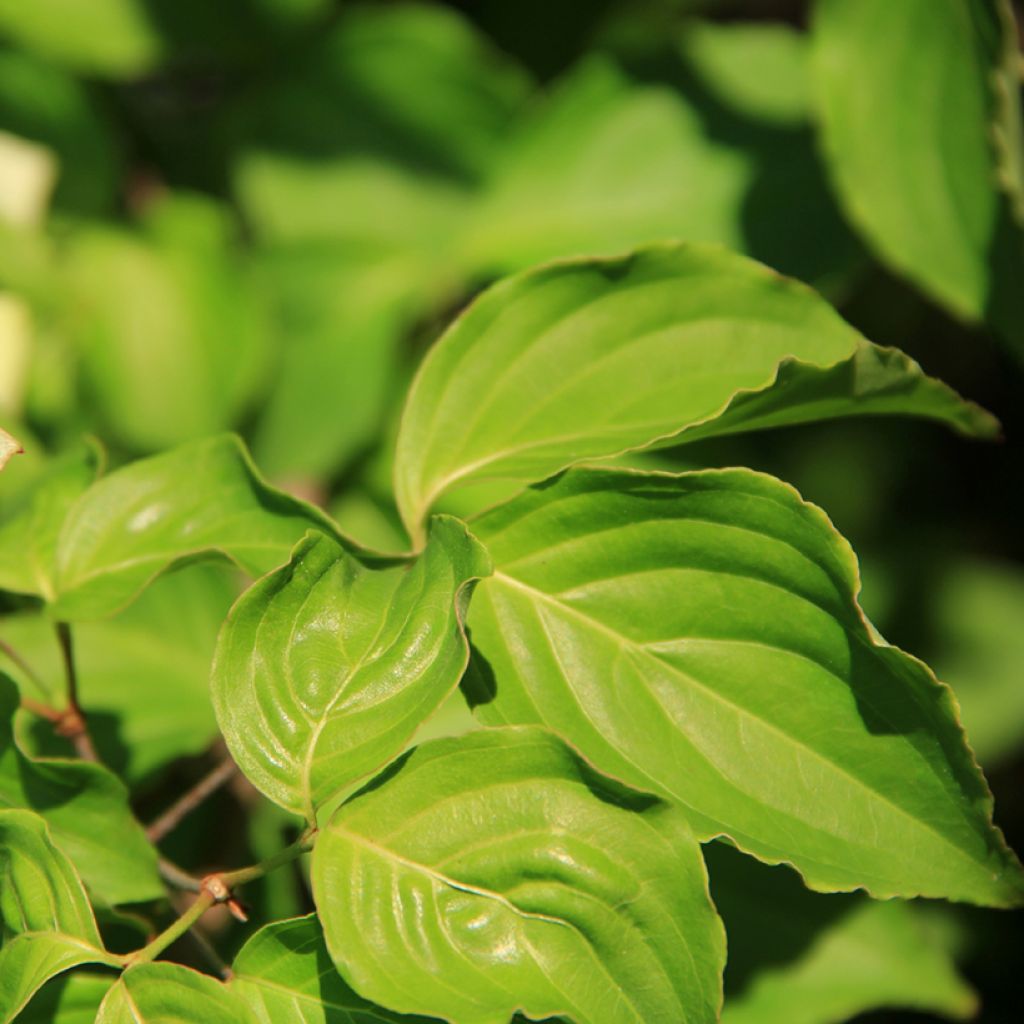 Cornus controversa Troja Dwarf - Cornouiller des Pagodes nain