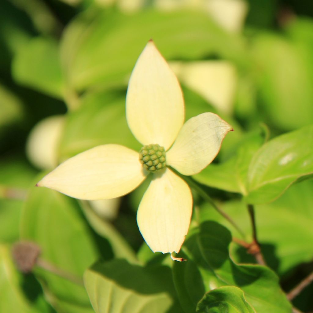 Cornus controversa Troja Dwarf - Cornouiller des Pagodes nain