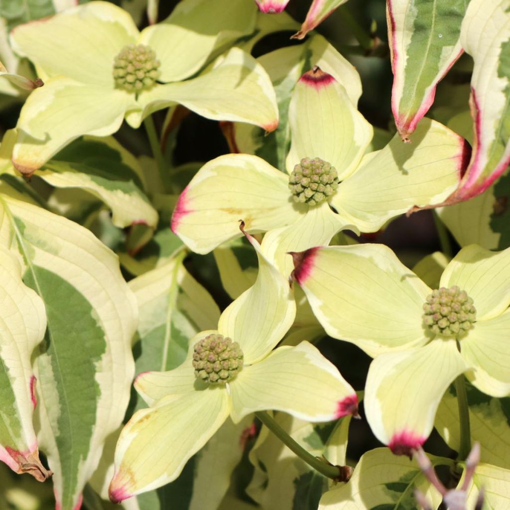 Cornus kousa China Dawn - Cornouiller du Japon