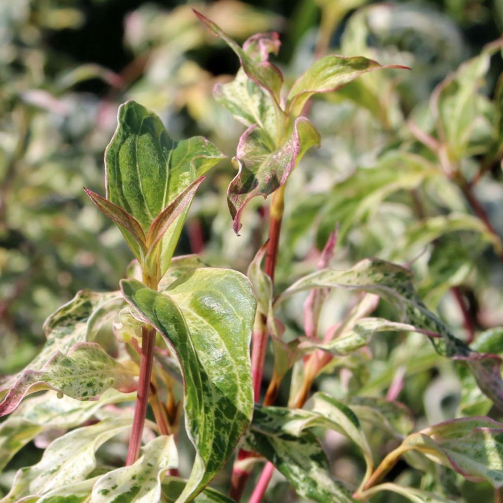 Cornus kousa Pink Lips - Cornouiller du Japon