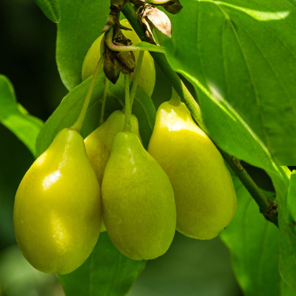 Cornus mas Alosza - Cornouiller mâle Alesha