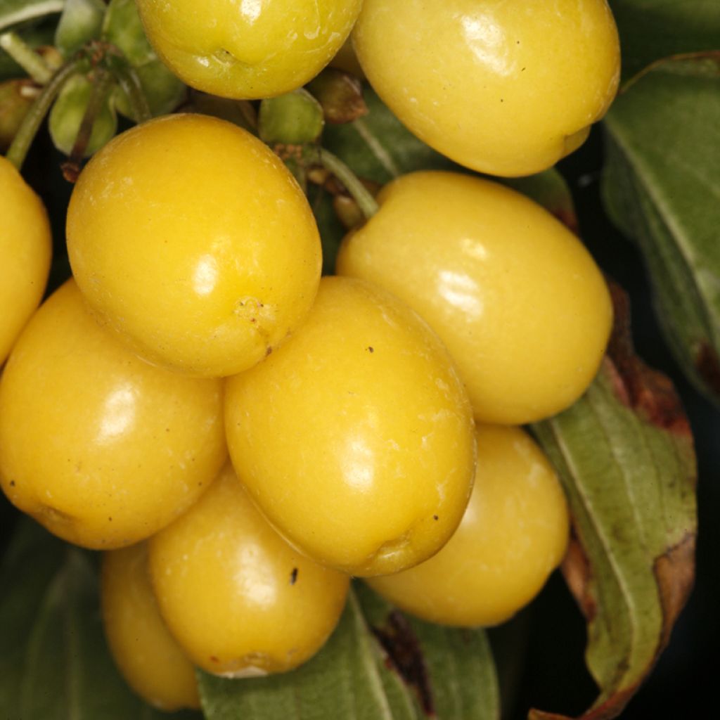 Cornus mas Flava - Cornouiller mâle