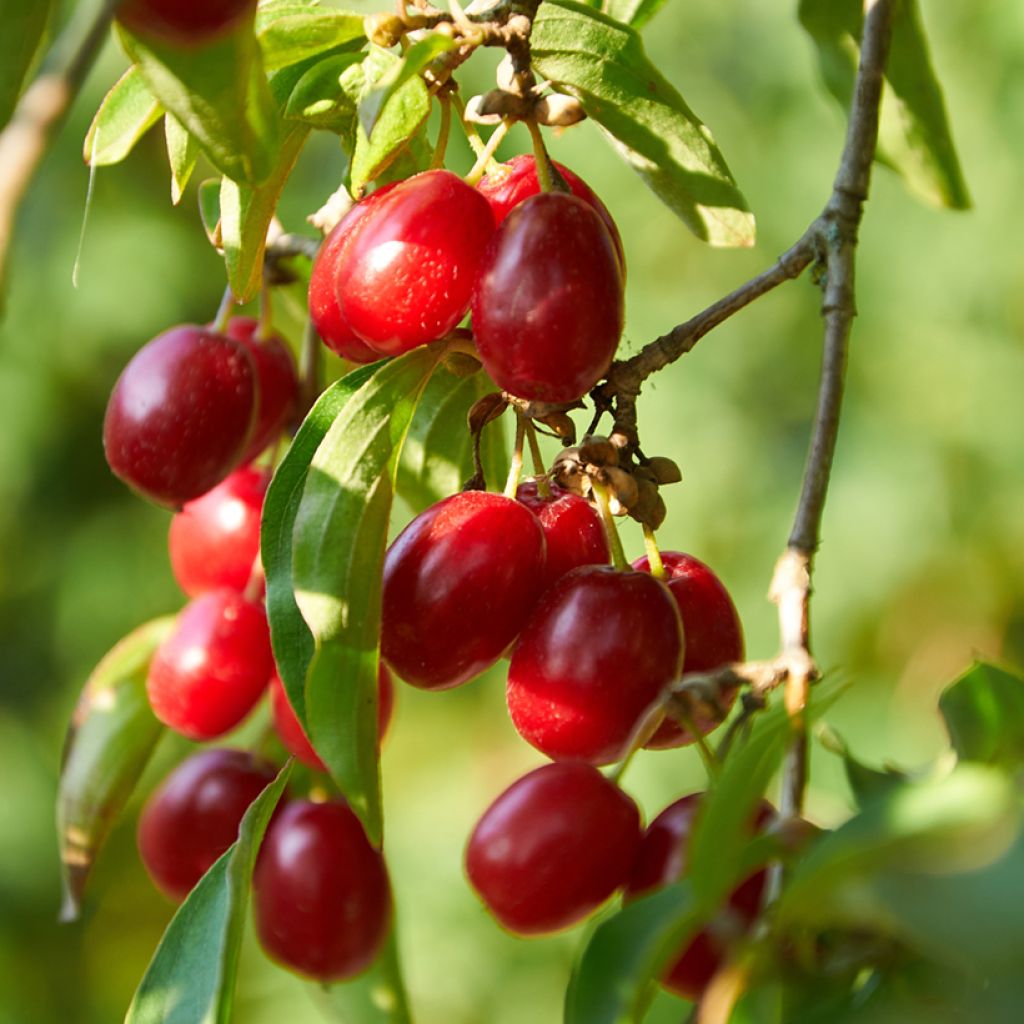 Cornus mas Florianka - Cornouiller mâle