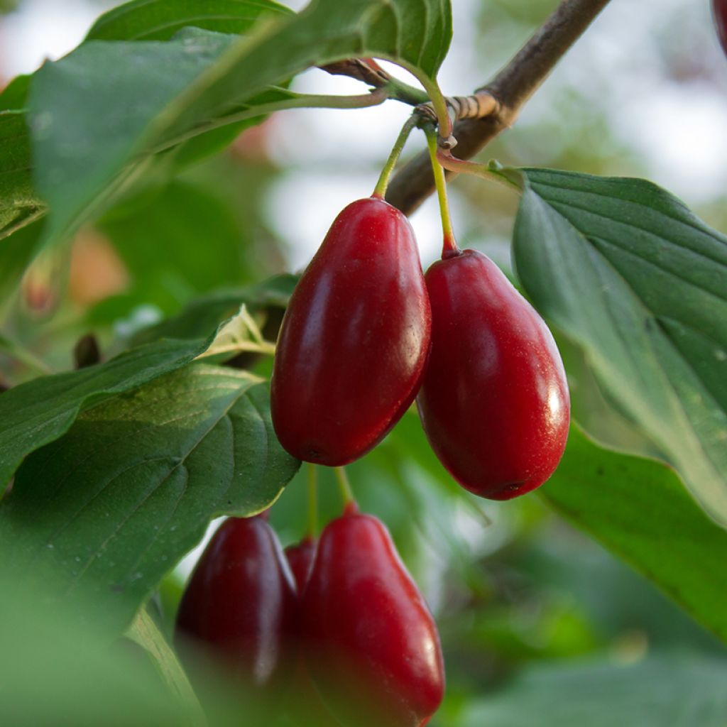 Cornus mas Szafer - Cornouiller mâle Shafer