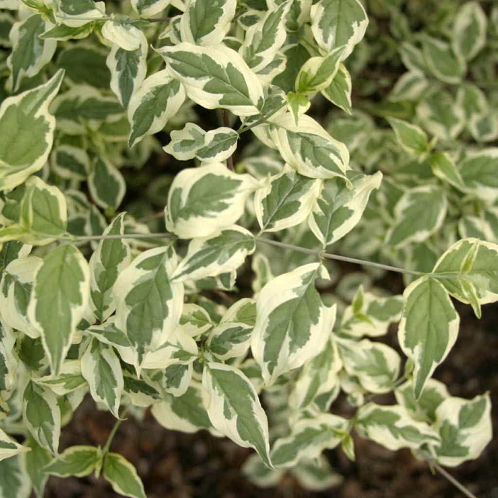 Cornus mas Variegata - Cornouiller mâle panaché