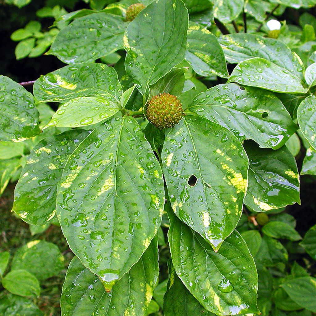 Cornus nuttallii Gold Spot - Cornouiller du Pacifique