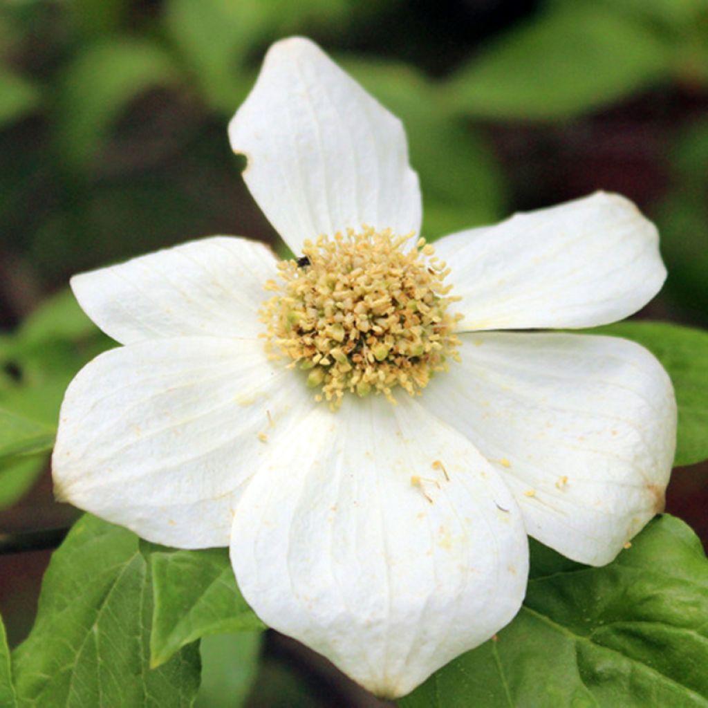 Cornus nuttallii Gold Spot - Cornouiller du Pacifique