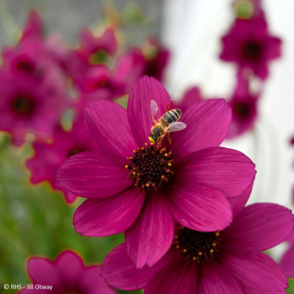 Cosmos Cherry Chocolat