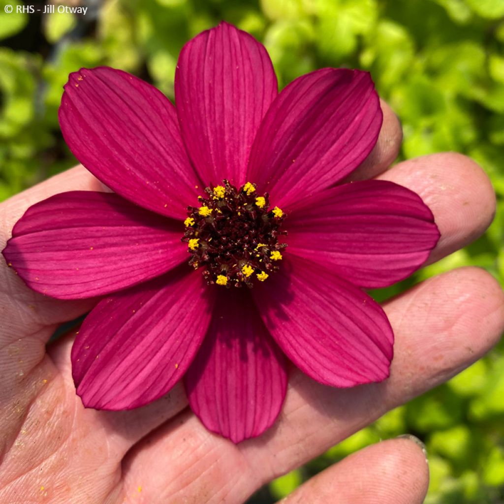 Cosmos Cherry Chocolat