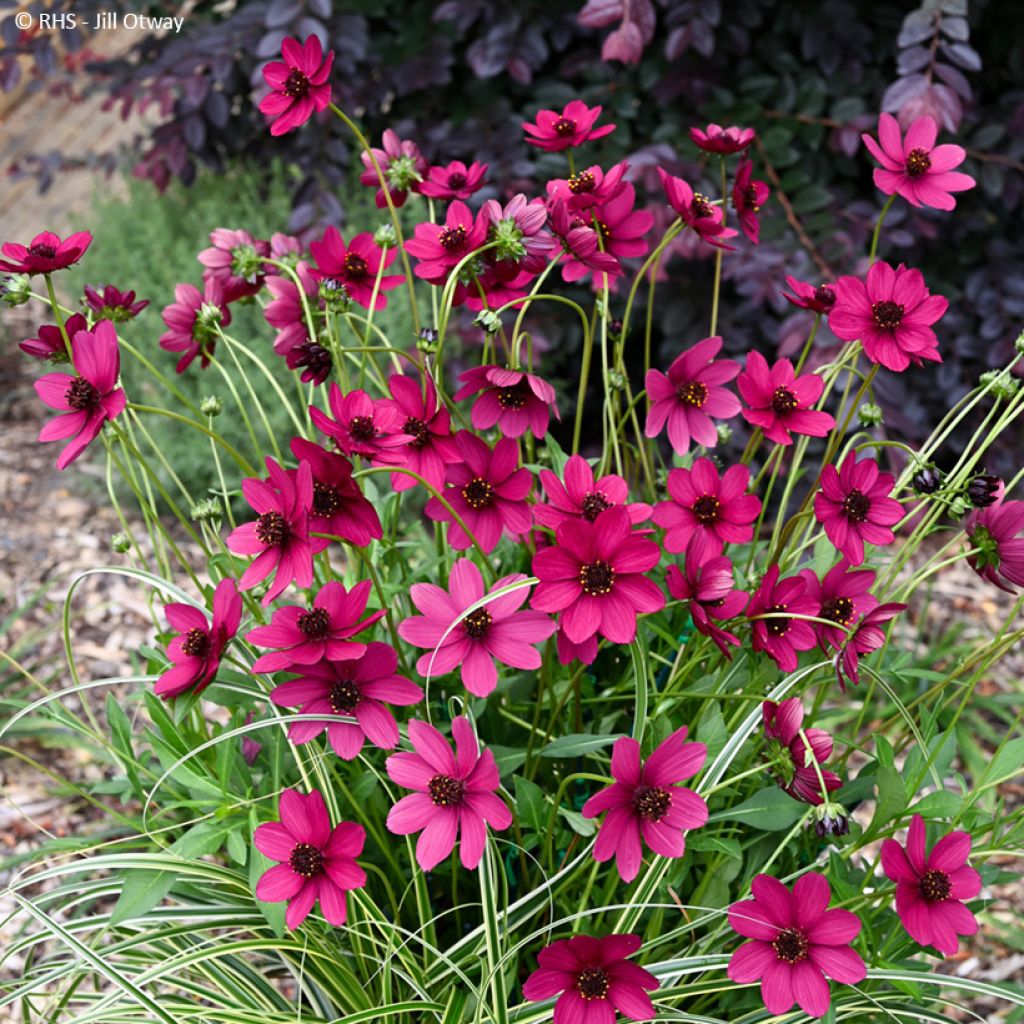 Cosmos Cherry Chocolat