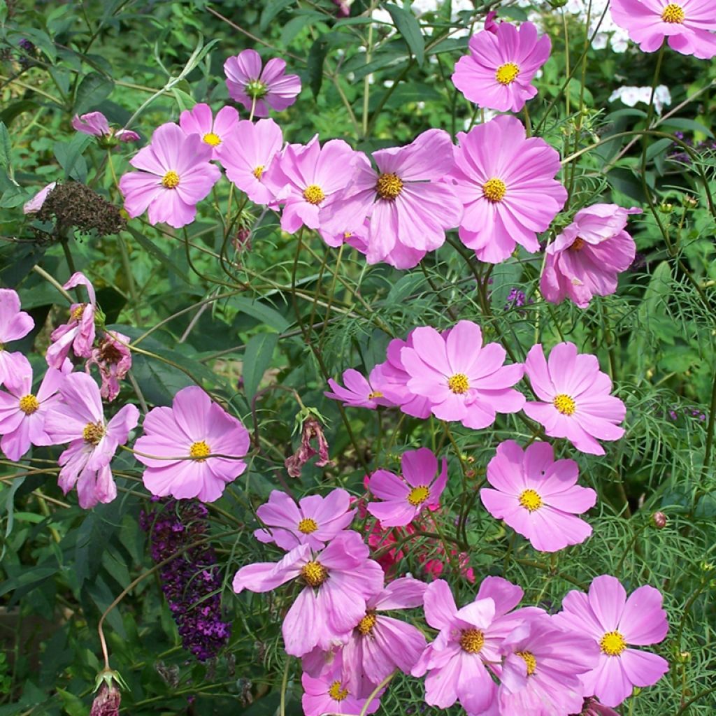 Cosmos tubéreux - Cosmos Flamingo