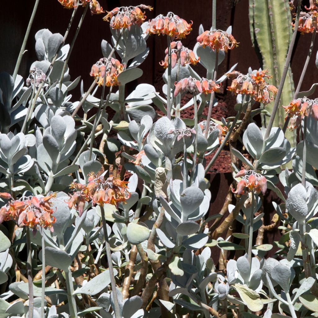 Cotyledon orbiculata Gray - Plante grasse