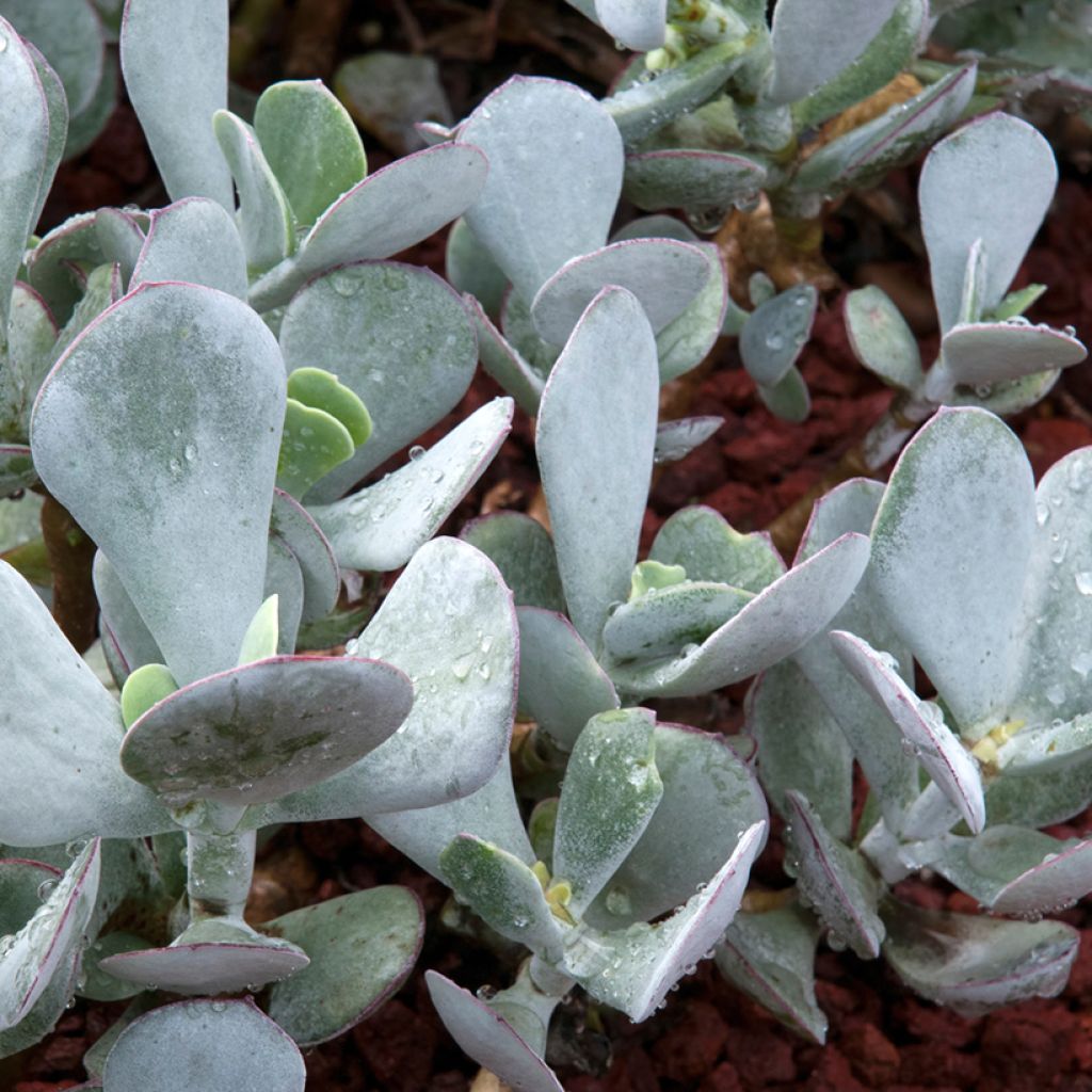 Cotyledon orbiculata Gray - Plante grasse