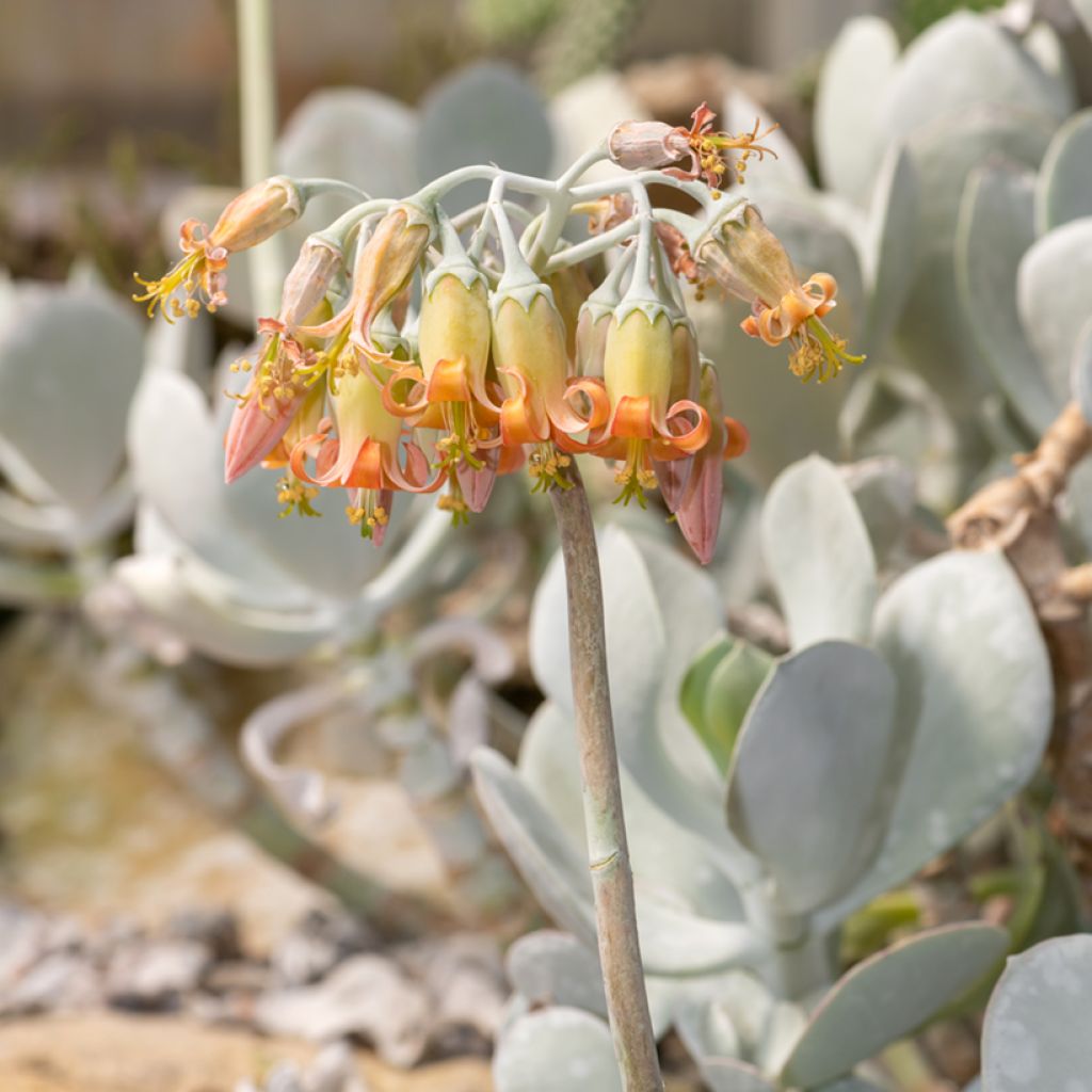 Cotyledon orbiculata Gray - Plante grasse