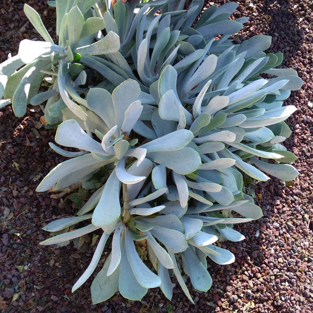 Cotyledon orbiculata Silver Dollar - Plante grasse