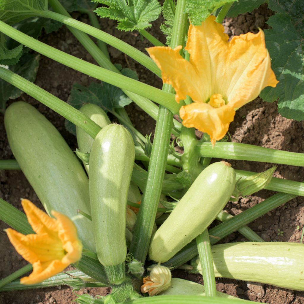 Courge Massue Bio - Ferme de Sainte Marthe