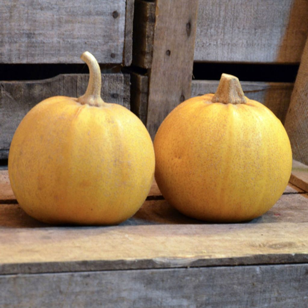 Courge Melonnette Jaspée de Vendée Bio - Ferme de Sainte Marthe